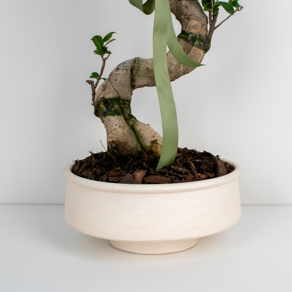 Ficus Bonsai Tree