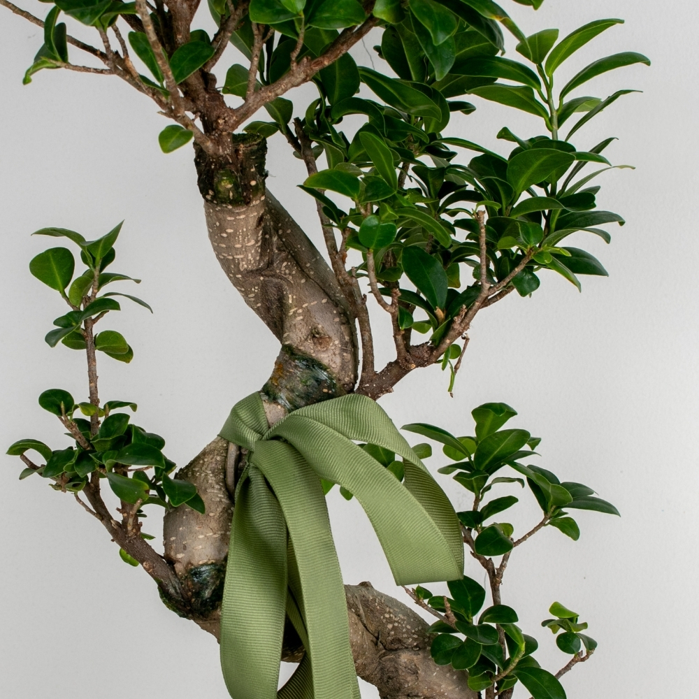 Ficus Bonsai Tree