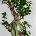 Ficus Bonsai Tree