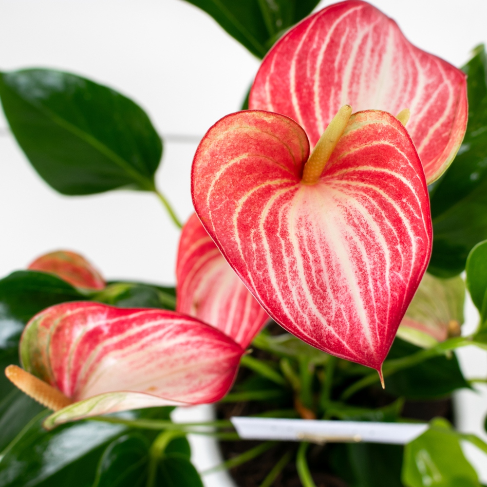 Pink Anthurium Delicate