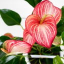 Pink Anthurium Delicate