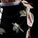  Cymbidium Bride