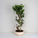 Ficus Bonsai Tree