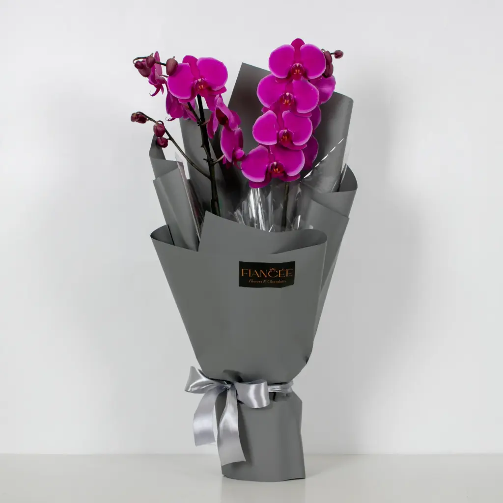 Orchid Plant - Magenta Colour