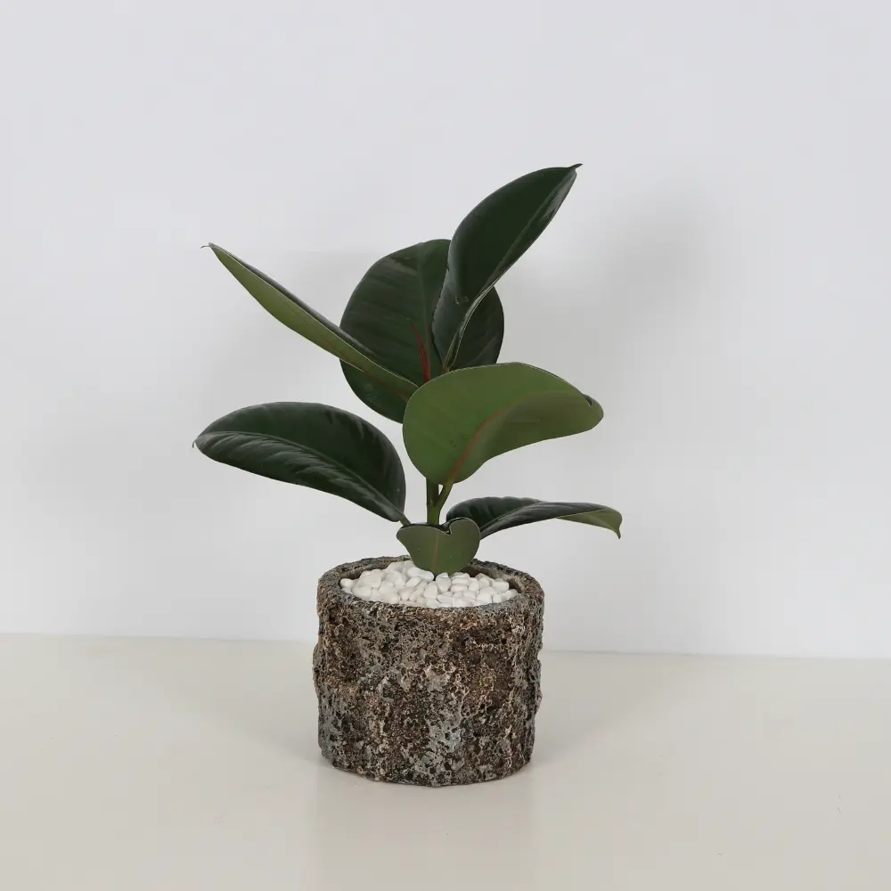Ficus Elastica Rubber Plan 