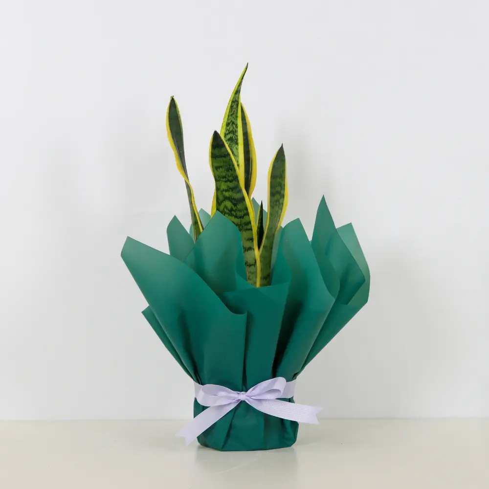 Snake Plant Elegance