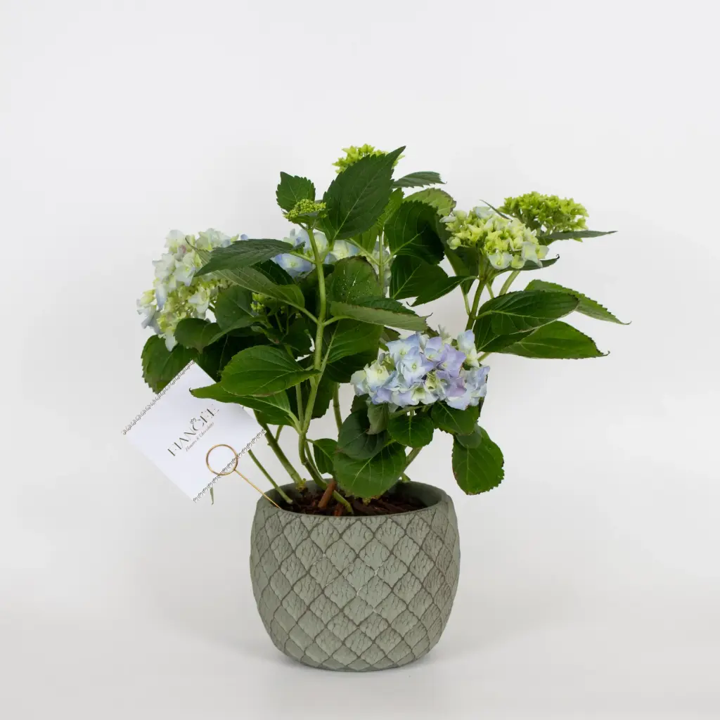  Hydrangea Dew