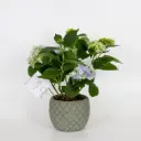  Hydrangea Dew