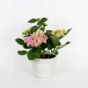  Hydrangea Touch