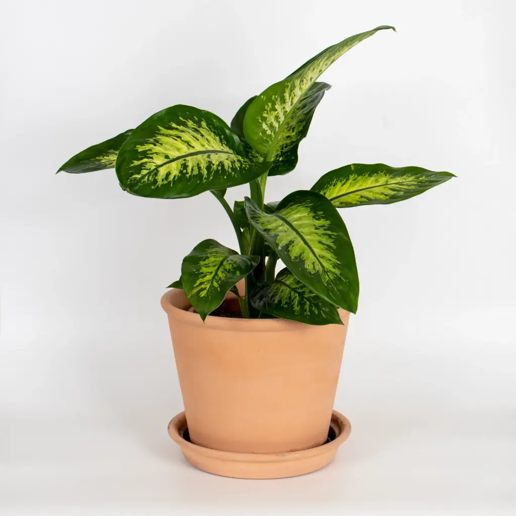  Dieffenbachia Classic
