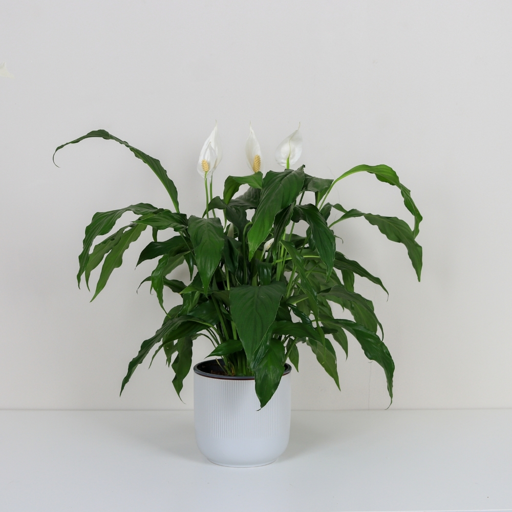 Peace Lily Vase