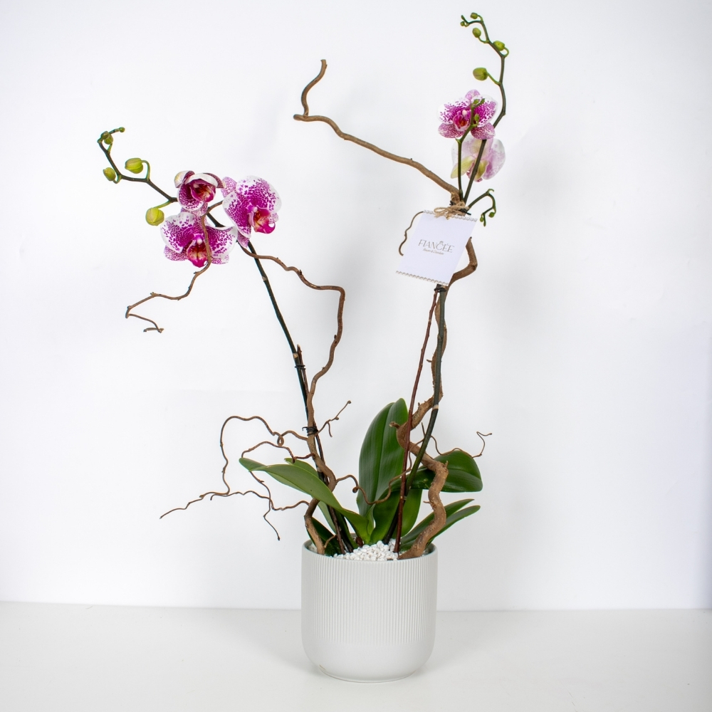 Purple Orchid Vase