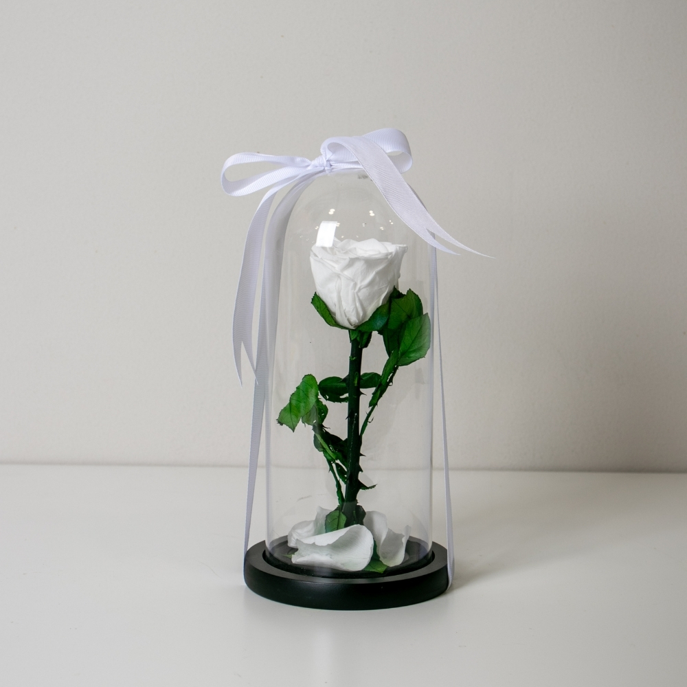 Long Lasting White Rose In A Glass Dome - S