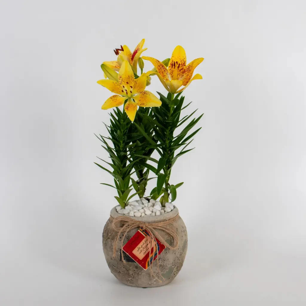 Lily of Appreciation
