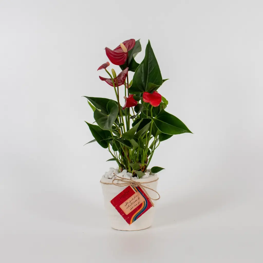  Anthurium of Appreciation
