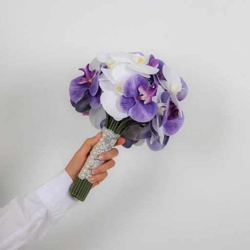 أوركيد الدانتيل اللؤلؤي