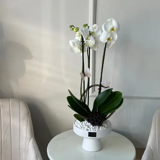  White Orchid Vase