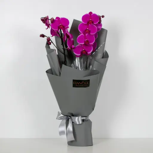 Orchid Plant - Magenta Colour