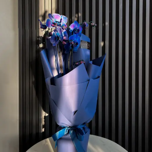 Orchid Plant - Blue Color