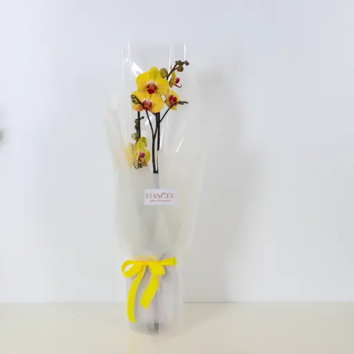 Orchid Plant - Yellow Color