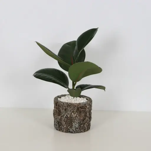Ficus Elastica Rubber Plan 