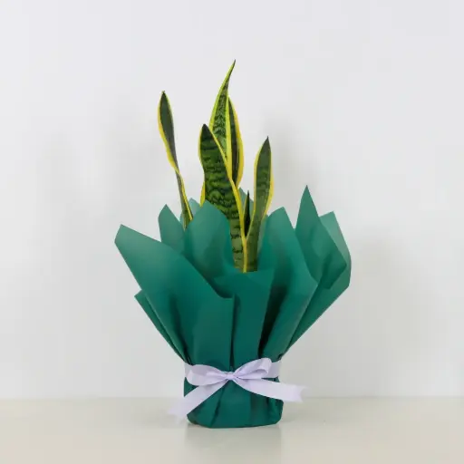 Snake Plant Elegance