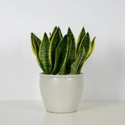 Classic Snake Plant