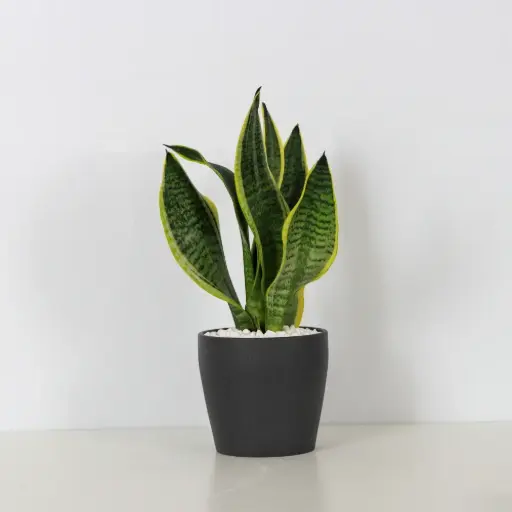 Snake Plant - Sansevieria