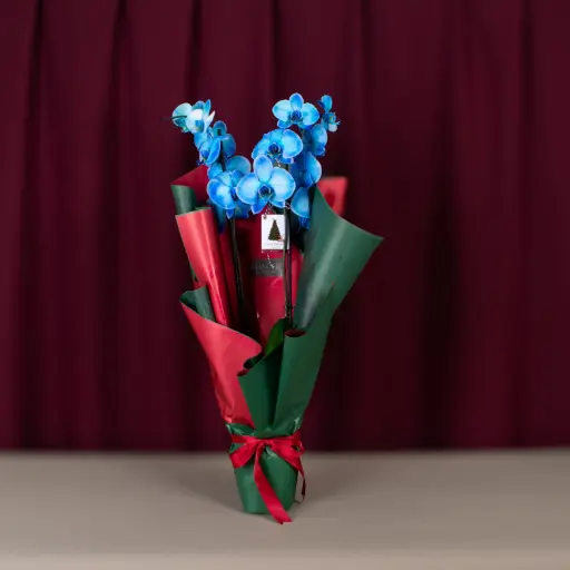 أوركيد كريسماس