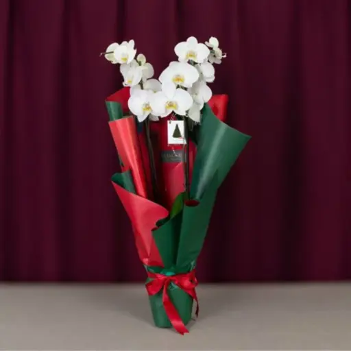 أوركيد كريسماس أبيض