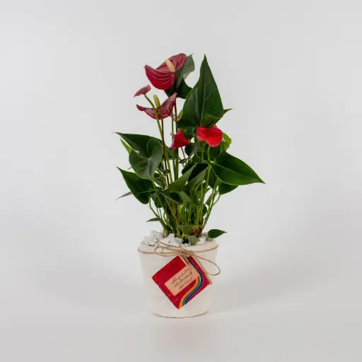  Anthurium of Appreciation