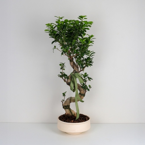 Ficus Bonsai Tree