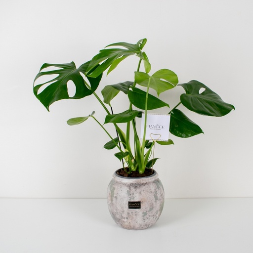 Monstera Touch