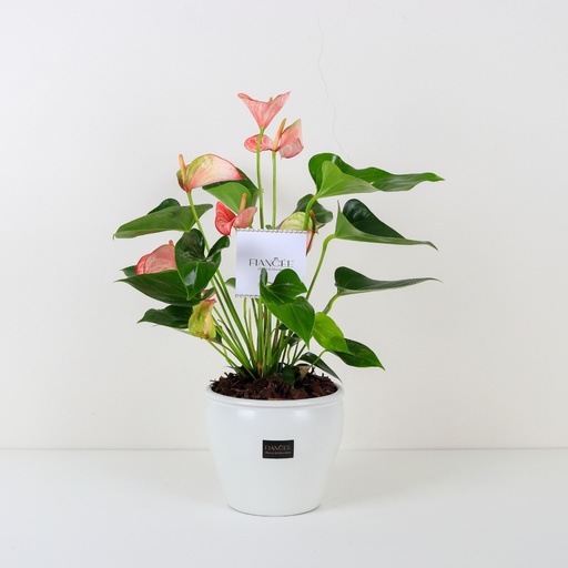 Pink Anthurium Delicate