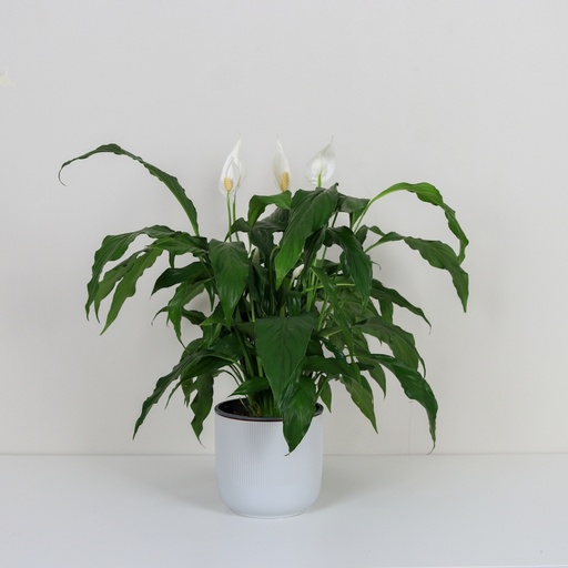Peace Lily Vase