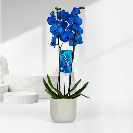 Orchid Vase - Blue