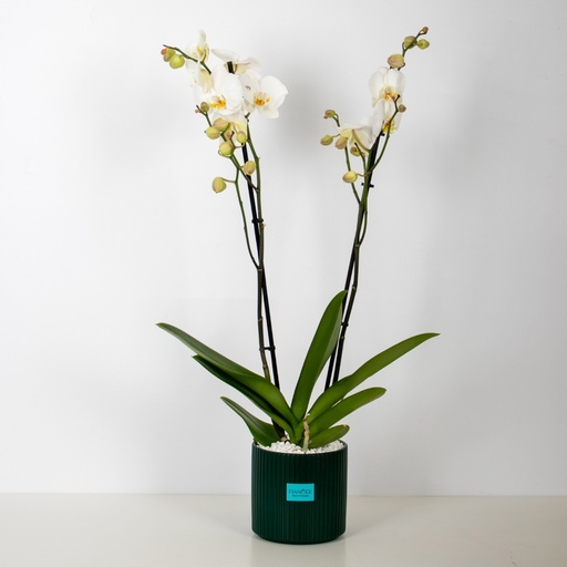 Orchid Vase - Green