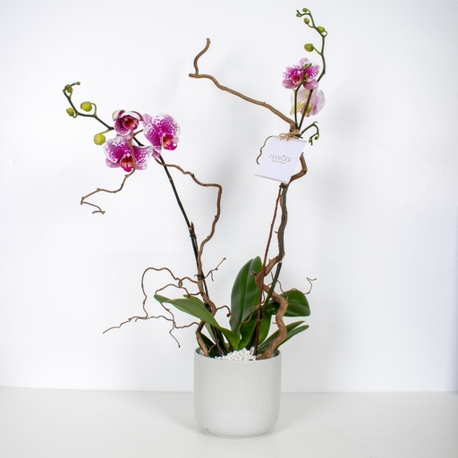 Purple Orchid Vase