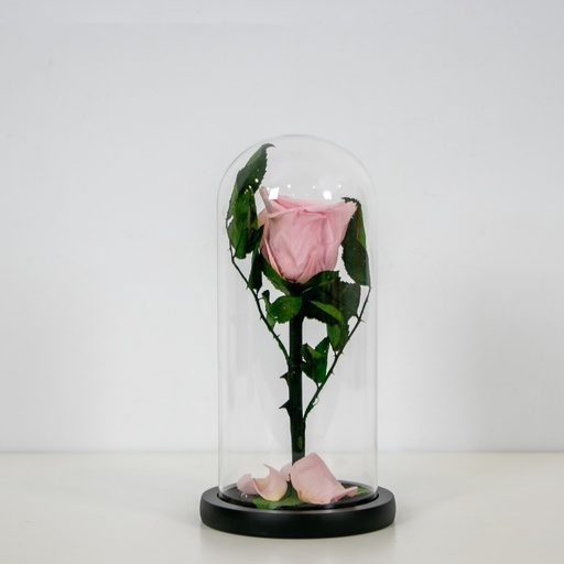 Eternal Rose