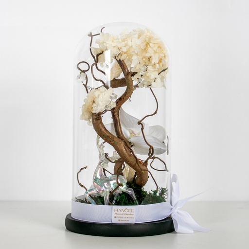 غابة الاحلام